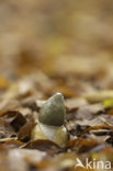 stinkhorn (Phallus impudicus)