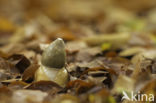 stinkhorn (Phallus impudicus)