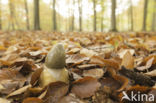 stinkhorn (Phallus impudicus)