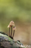 Burgundydrop bonnet (Mycena haematopus)