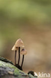 Burgundydrop bonnet (Mycena haematopus)