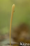 Yellow club (Clavulinopsis helveola)