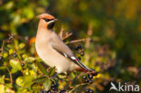 Bohemian Waxwing (Bombycilla garrulus)