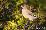 Pestvogel (Bombycilla garrulus)