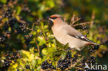 Bohemian Waxwing (Bombycilla garrulus)