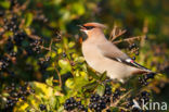 Pestvogel (Bombycilla garrulus)