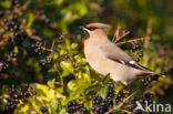 Bohemian Waxwing (Bombycilla garrulus)