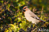 Pestvogel (Bombycilla garrulus)