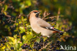 Bohemian Waxwing (Bombycilla garrulus)