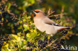 Bohemian Waxwing (Bombycilla garrulus)