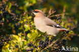 Pestvogel (Bombycilla garrulus)