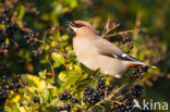 Pestvogel (Bombycilla garrulus)