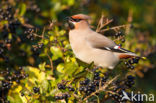 Pestvogel (Bombycilla garrulus)