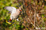 Bohemian Waxwing (Bombycilla garrulus)