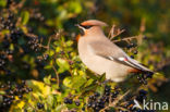 Pestvogel (Bombycilla garrulus)