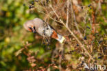 Bohemian Waxwing (Bombycilla garrulus)