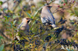 Bohemian Waxwing (Bombycilla garrulus)