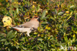 Bohemian Waxwing (Bombycilla garrulus)