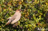 Pestvogel (Bombycilla garrulus)