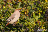 Bohemian Waxwing (Bombycilla garrulus)