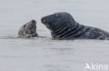 Grijze zeehond