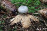 Grote aardster (Geastrum pectinatum)