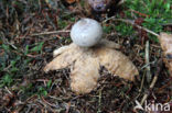 Geastrum pectinatum