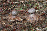 Grote aardster (Geastrum pectinatum)