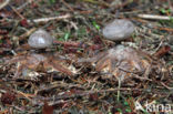 Grote aardster (Geastrum pectinatum)