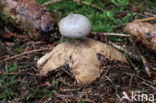 Geastrum pectinatum