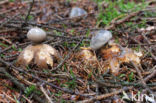 Geastrum pectinatum