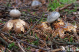 Grote aardster (Geastrum pectinatum)