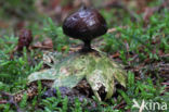 Geastrum pectinatum