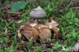 Grote aardster (Geastrum pectinatum)