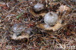 Grote aardster (Geastrum pectinatum)