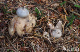 Geastrum pectinatum