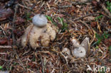 Geastrum pectinatum