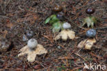 Grote aardster (Geastrum pectinatum)