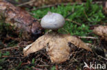 Geastrum pectinatum