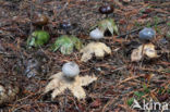 Geastrum pectinatum