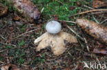 Grote aardster (Geastrum pectinatum)