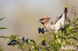 Bohemian Waxwing (Bombycilla garrulus)