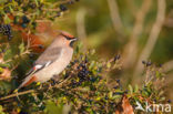 Pestvogel (Bombycilla garrulus)