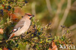 Bohemian Waxwing (Bombycilla garrulus)