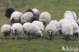 Schoonebeeker schaap (Ovis domesticus)