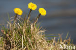 Klein hoefblad (Tussilago farfara)