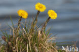 Klein hoefblad (Tussilago farfara)