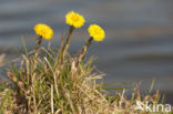 Klein hoefblad (Tussilago farfara)