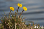 Klein hoefblad (Tussilago farfara)