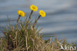 Klein hoefblad (Tussilago farfara)